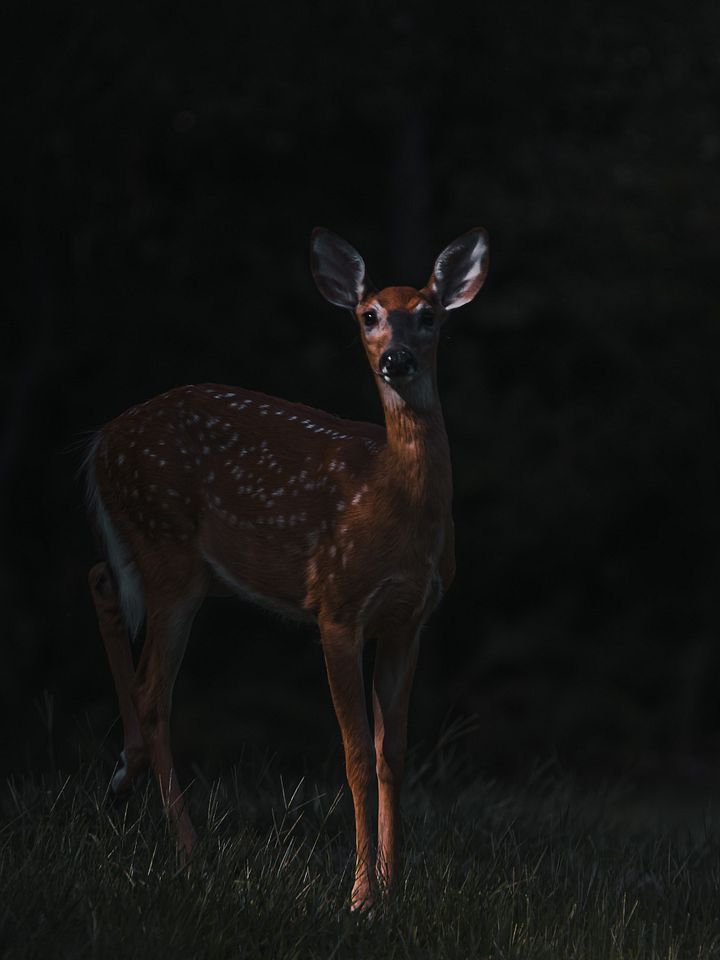 Baby Deer Moody product image (1)