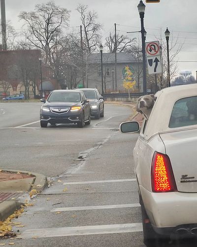A canine kind of morning in Springfield, Ohio.

#springfieldoh #dog #ohio