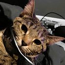 DJPerson