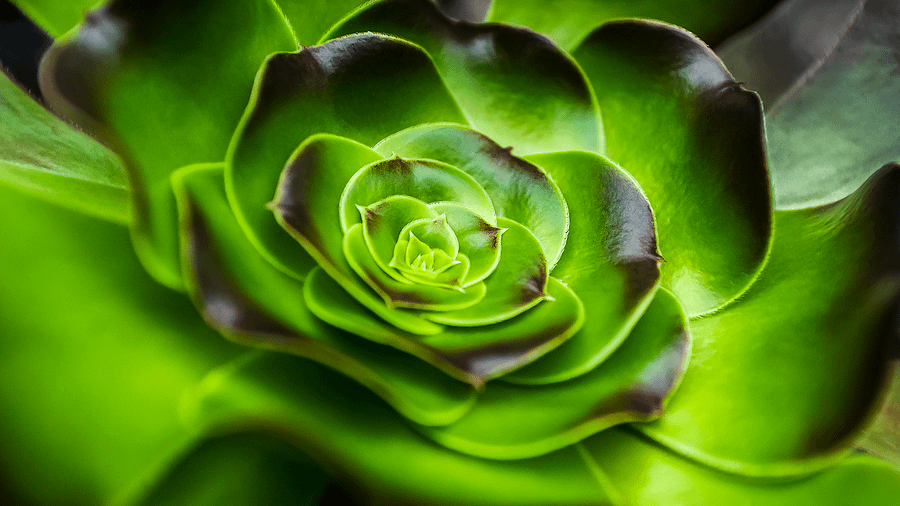 Succulent Close-Up product image (2)
