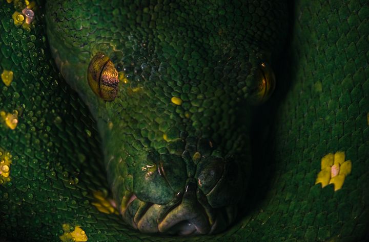 Green Tree Python Close Up product image (1)