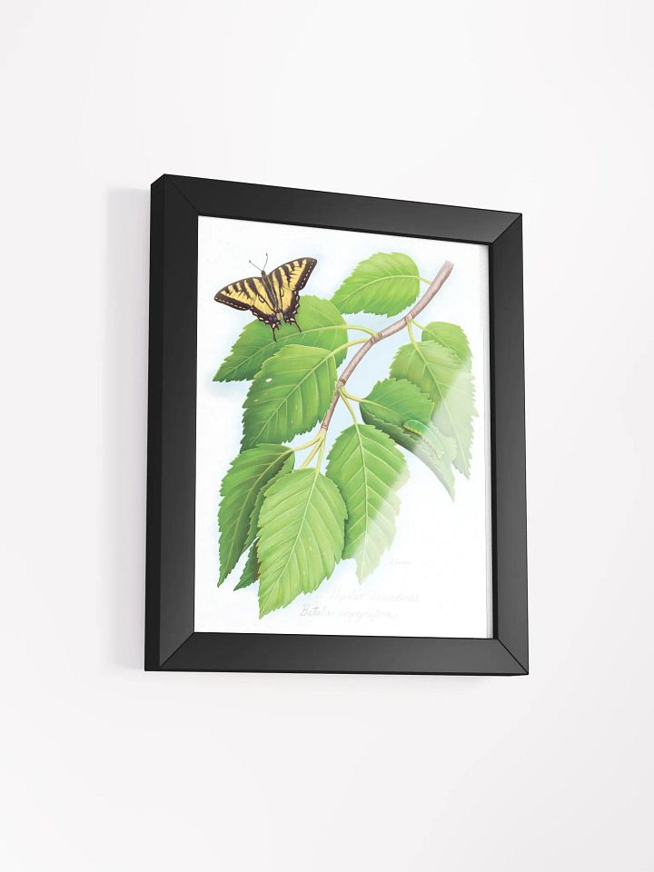 Tiger Swallowtail on a Birch tree product image (18)