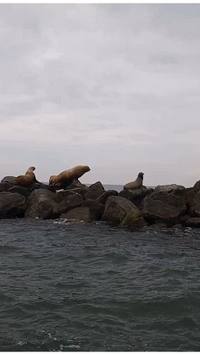 Sea‑lion sound‑check outside Vancouver! 🦭🌊 We went looking for whales and found a choir of California & Steller sea lions ins...