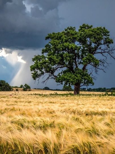 The Solitary Sentinel product image (1)