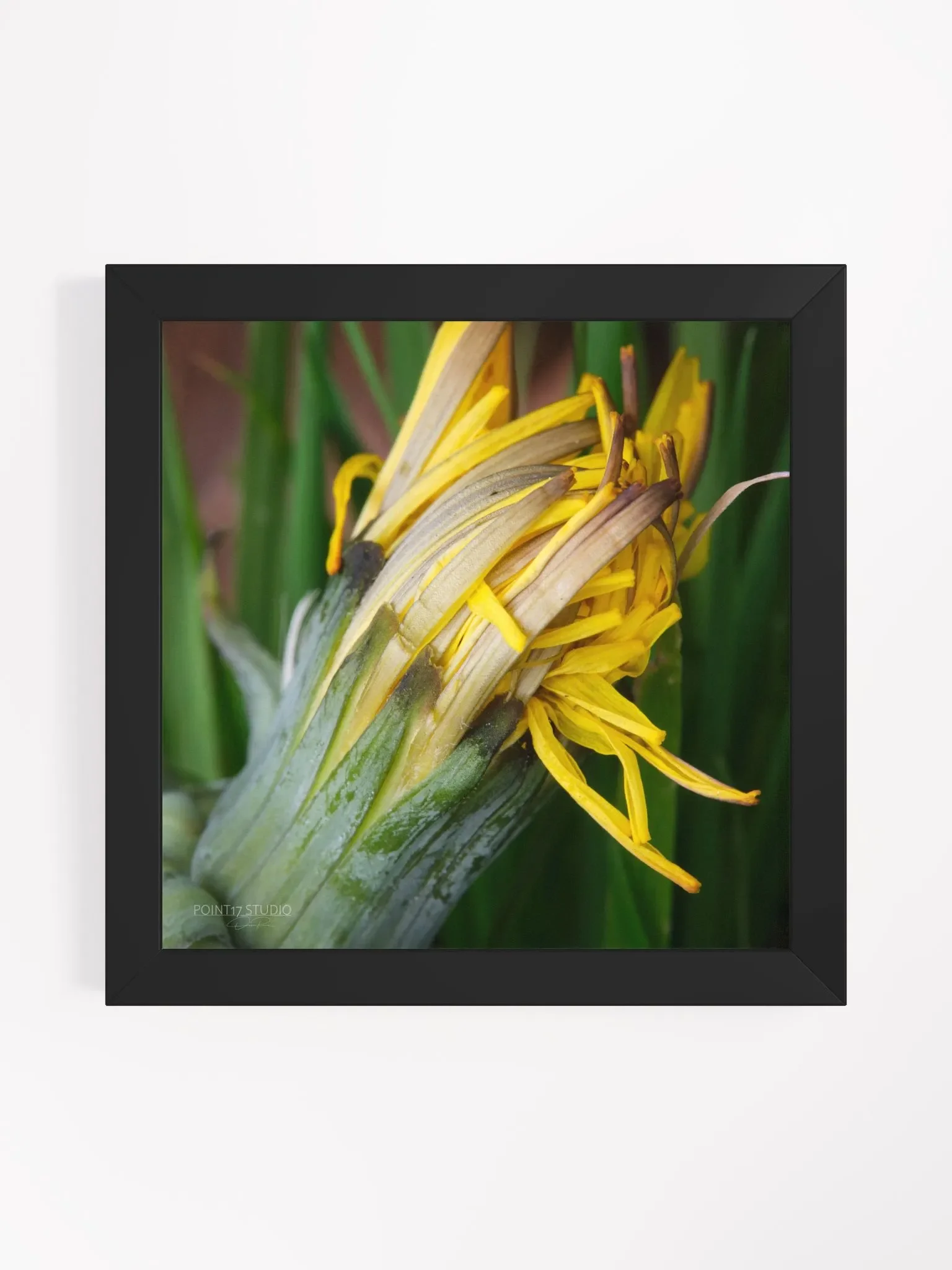 Dandelion #8 - Framed Print product image (1)