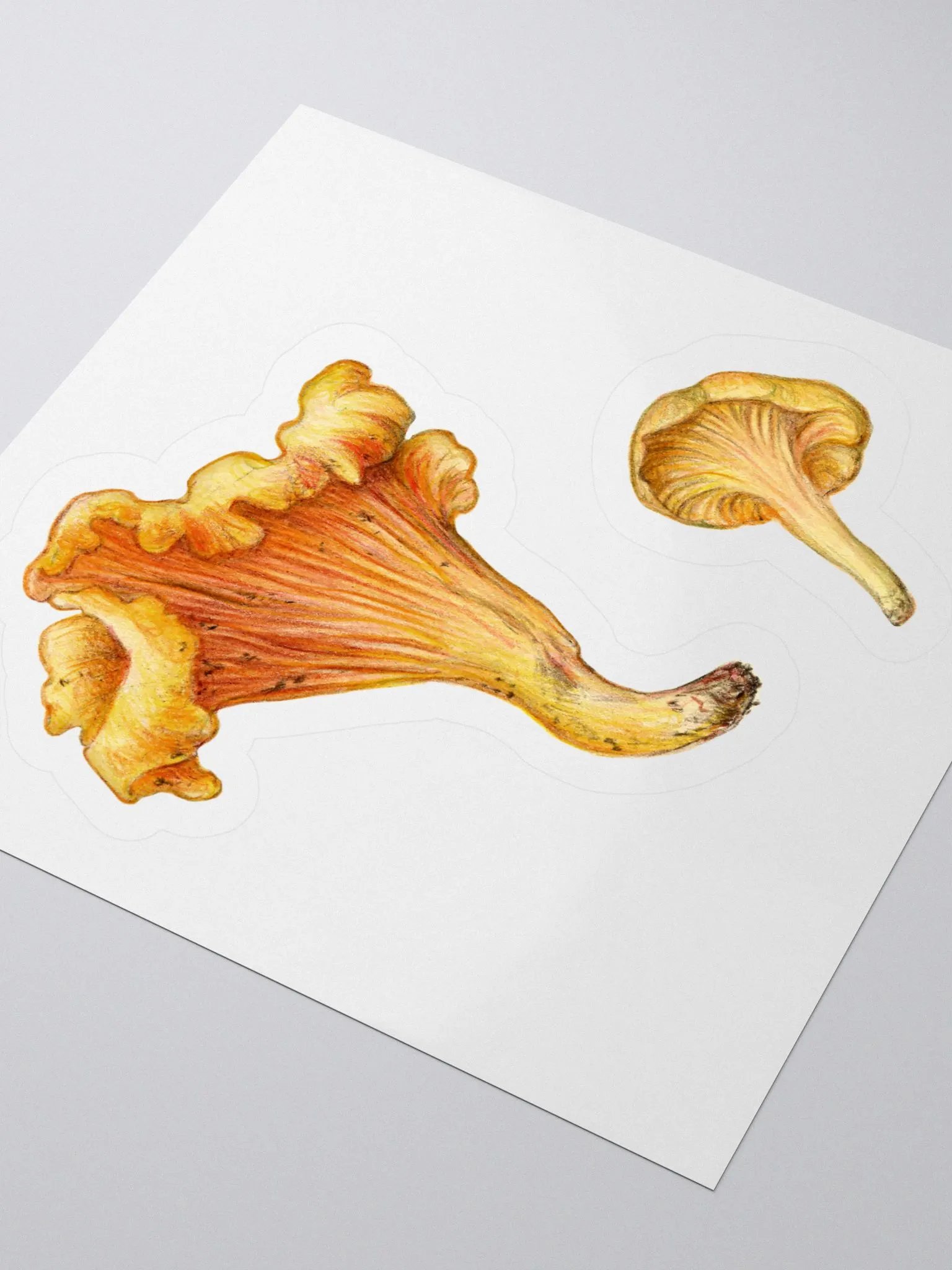 Chanterelle mushroms stickers product image (1)