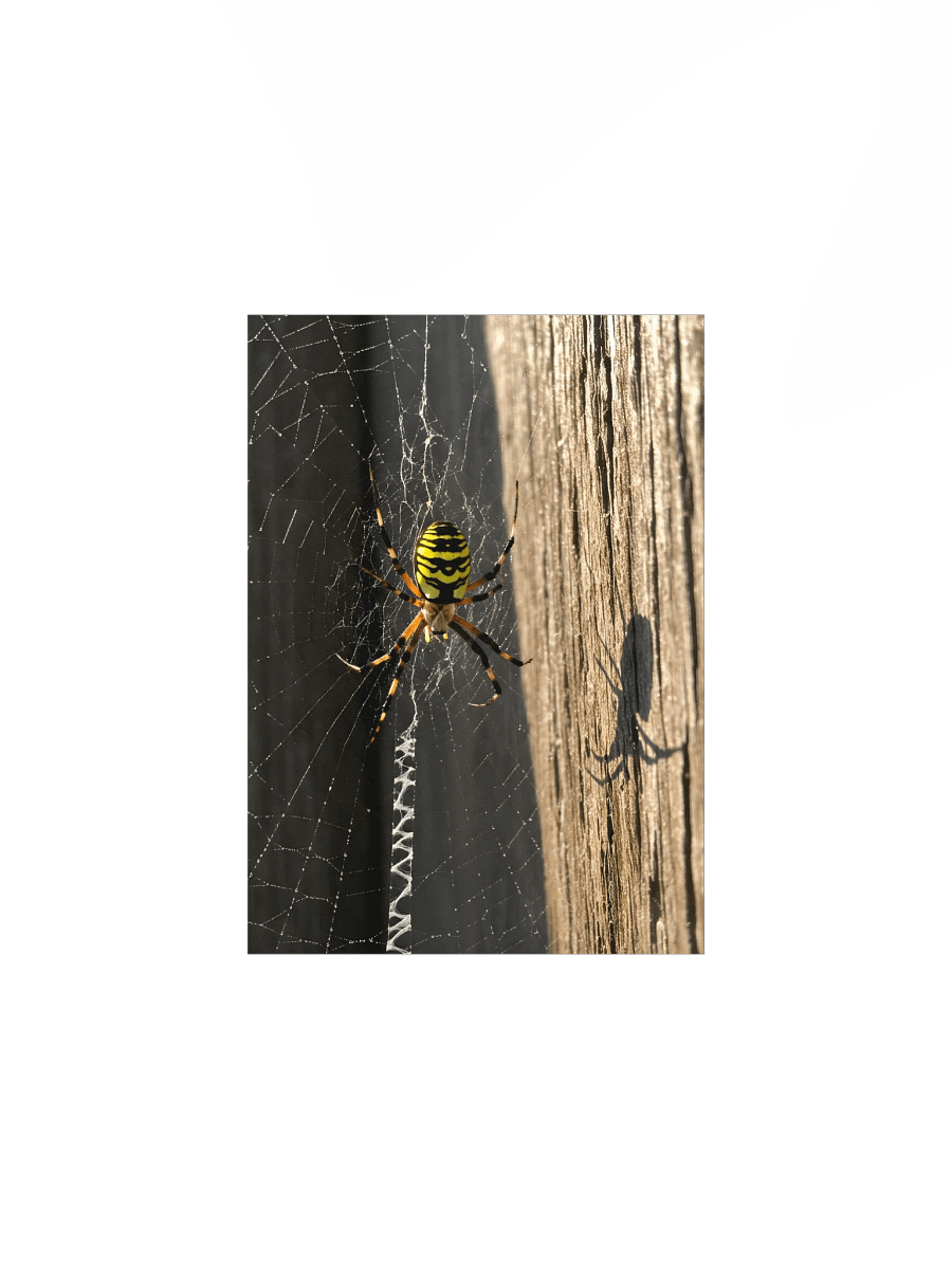 Golden Web: Yellow Garden Sentinel Poster product image (3)