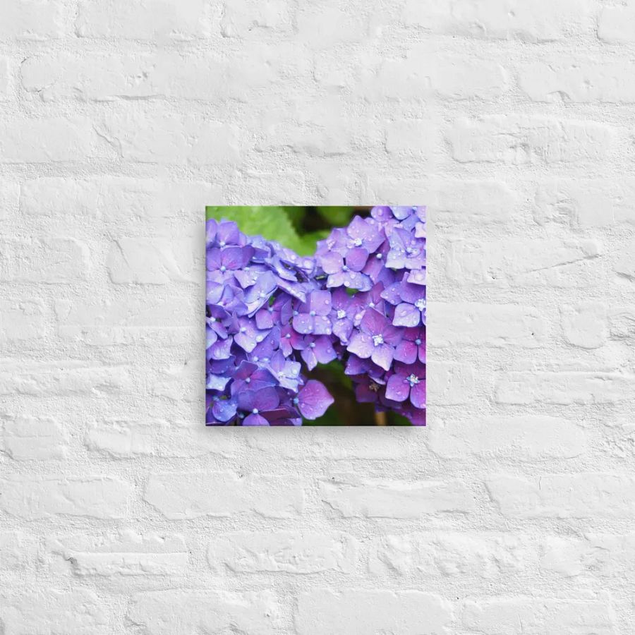 Hydrangeas product image (9)