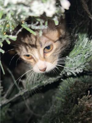 Found my cat The Great Gatsby chilling inside my Christmas tree like it’s his new apartment. I only noticed because the ornaments started moving. The Great Gatsby is wild for this one. 😭  #ChristmasCat #CatInTree #FunnyCats #TheGreatGatsby #HolidayVibes      