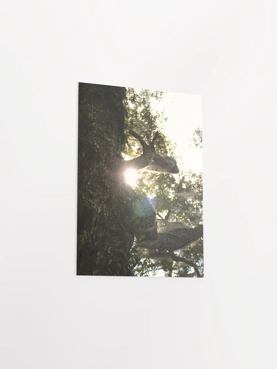 Wood, Morning product image (27)
