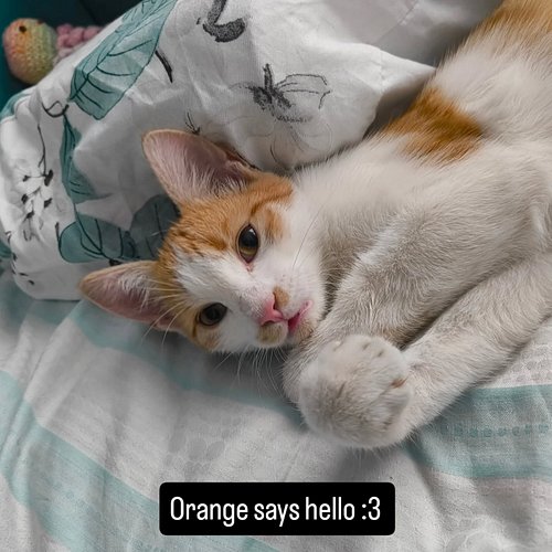 Hi, it is Syl! 🫟
I write love stories where neurodivergence isn't something to fix...it's just part of being human.

My chara...