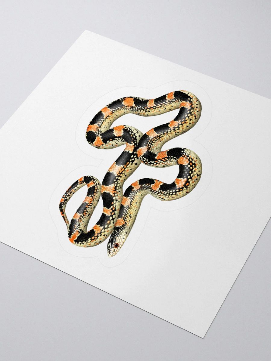 Die-Cut Sticker – Longnosed Snake Lecontei Phase product image (3)