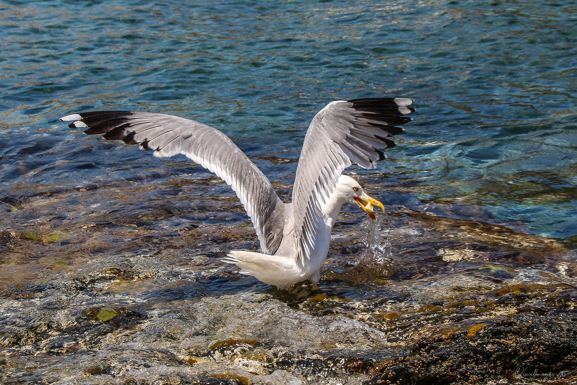 Fine Art – The Ocean Hunter product image (1)