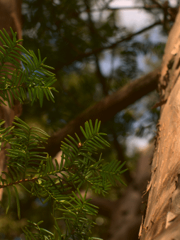 Between the Branches Digital Wallpaper Set product image (1)