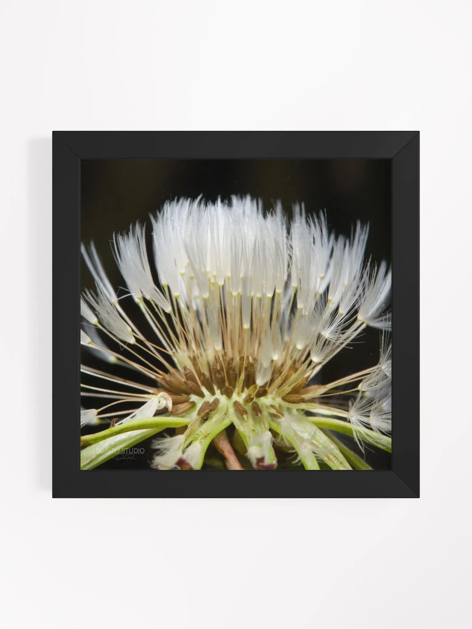 Dandelion #10 - Framed Print product image (1)