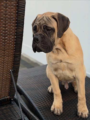 Our boy KiNG L👀King GREAT 🤩 @ 6 months. He looks a lot like grandpa APOLLO as a baby‼️

🐾 
🐾
🐾
🐾
🐾
#mastiff #mastiffsofinstag...