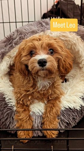 Welcome Back, Leo! 🐾✨ Day 1

We're so excited and thrilled to have Leo, this adorable 6 month old Cavapoo back with us as he ...