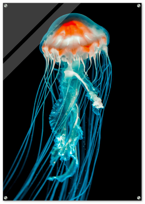 SINGLE JELLY FISH HIGH CONTRAST ACRYLIC PRINT product image (1)