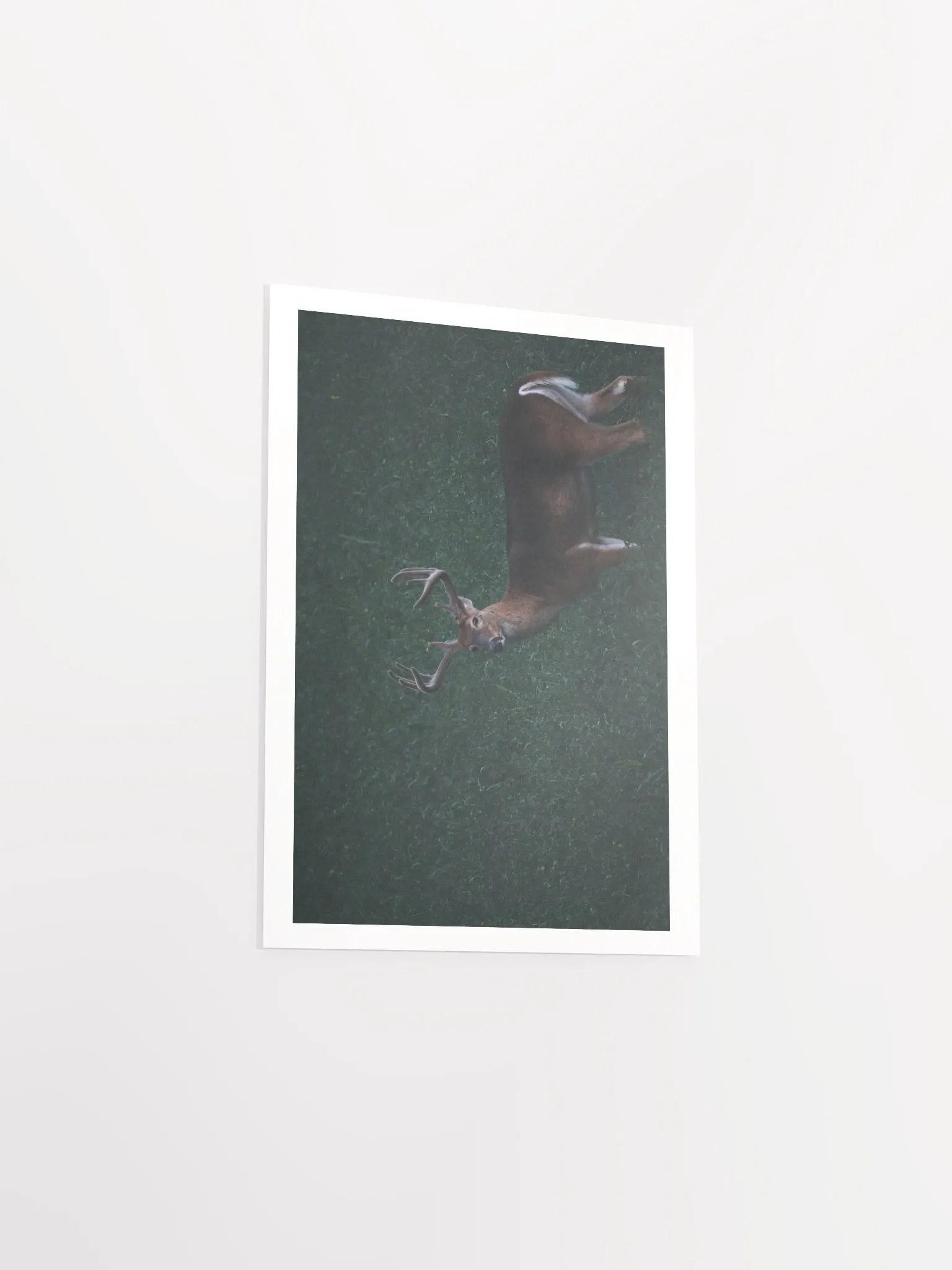 Majestic Antlered Deer Matte Poster product image (19)