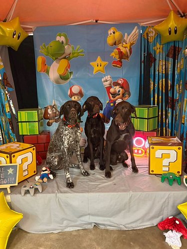 Thanks to Skidmarkz for a great tournament. We hobbled through, literally! 🩼 A MASSIVE thank you to Outrun Flyball Team with ...