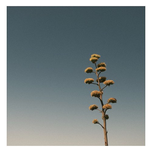 A little desert love.