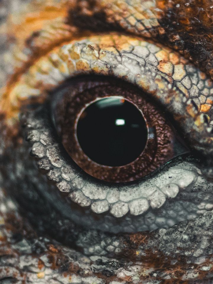 Bearded Dragon Eye product image (1)