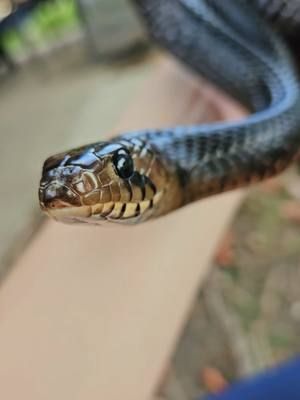 #txindigosnake #texasindigo #indigosnake #Indigo #drymarchonmelanuruserebennus #drymarchon #colubrids #colubrid #snake #snakecollection 