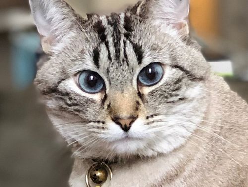 Yesterday we said goodbye to our beautiful sweet boy, Lupin. I’m heartbroken. He knew no strangers and loved all people. Word...