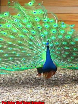 Peacocks at the Orange County Zoo, Irvine, California  #peacock #peacocks #wildlife #exotic #wildbirds #birds #IrvineRegionalPark #OrangeCA #RangerReady #OCZoo #OrangeCountyZoo #jamesirvine #irvinezoo #zooanimals #zoo #zoos #nature #ladyfingers 