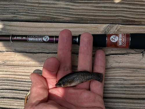Caught a beautiful little mummichog today. Never done much brackish water fishing and it was a nice change up from the usual ...