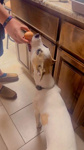 Neeko is super snappy with anything you give her, so her being so gentle with an egg definitely surprised us 😅 #amstaff #dogs...