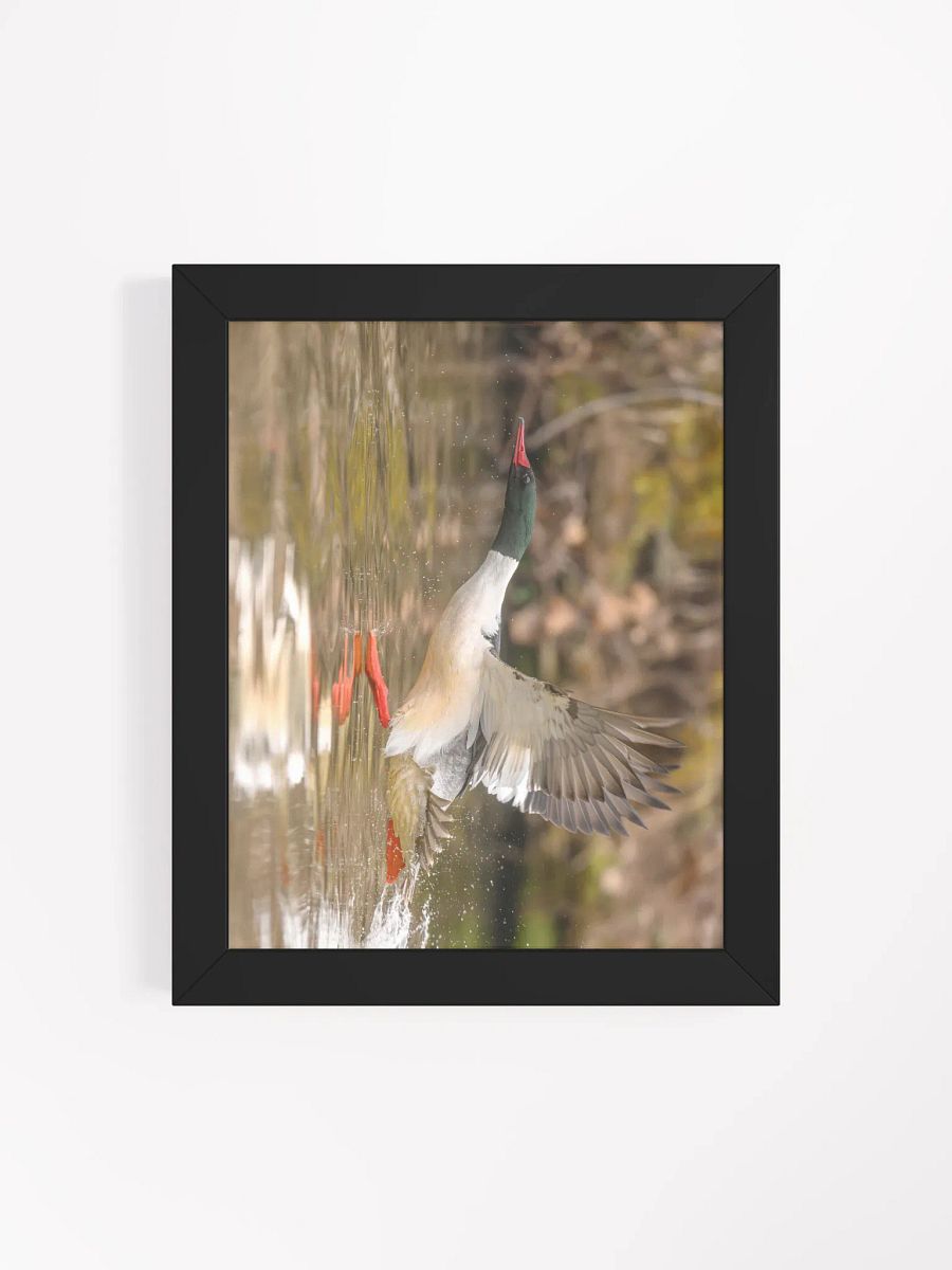 Gliding Merganser product image (49)