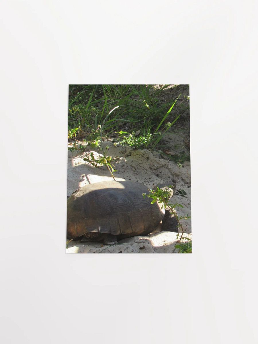 Tortoise product image (4)