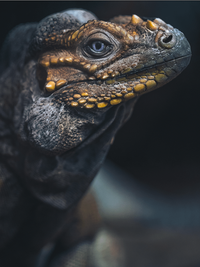 Reptile Photos