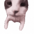 animated twitch emote product image (1)