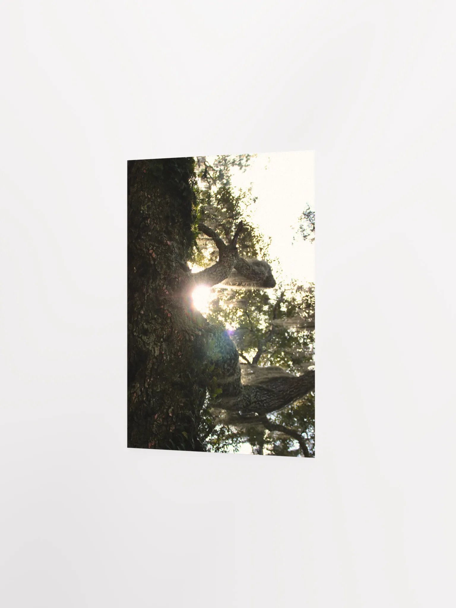 Wood, Morning product image (16)