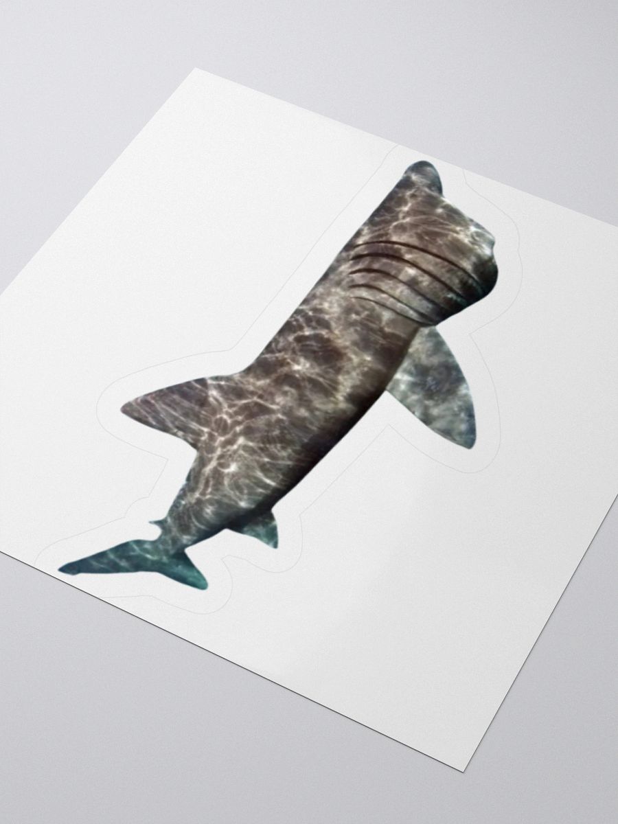 giant basking shark sticker product image (10)