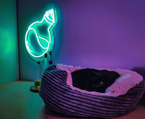 My happy place 💜
•
•
• 
#twitchstreamer #neonsign #catsofinstagram #neonlights #contentcreator