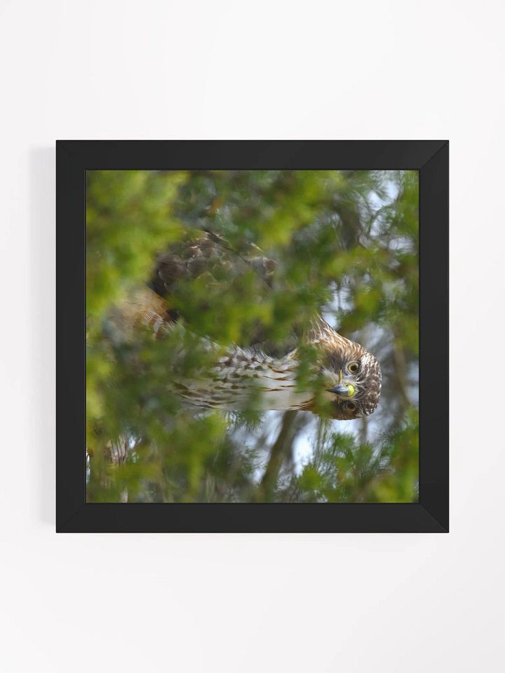 Vigilant Red Tail product image (2)