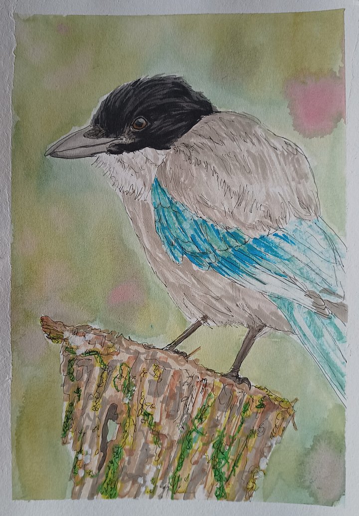 Original Art Series: Corvids [10] Azure-winged magpie product image (1)