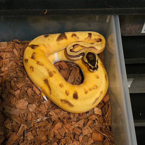 #ballpythonbreedersofig #ballpythonbreeder #reptiles #emeraldcityreptiles