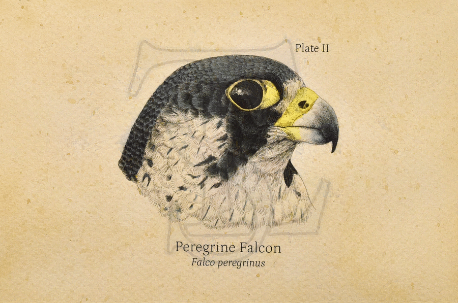 Peregrine Falcon Head Giclée print (hand watercolored) product image (1)