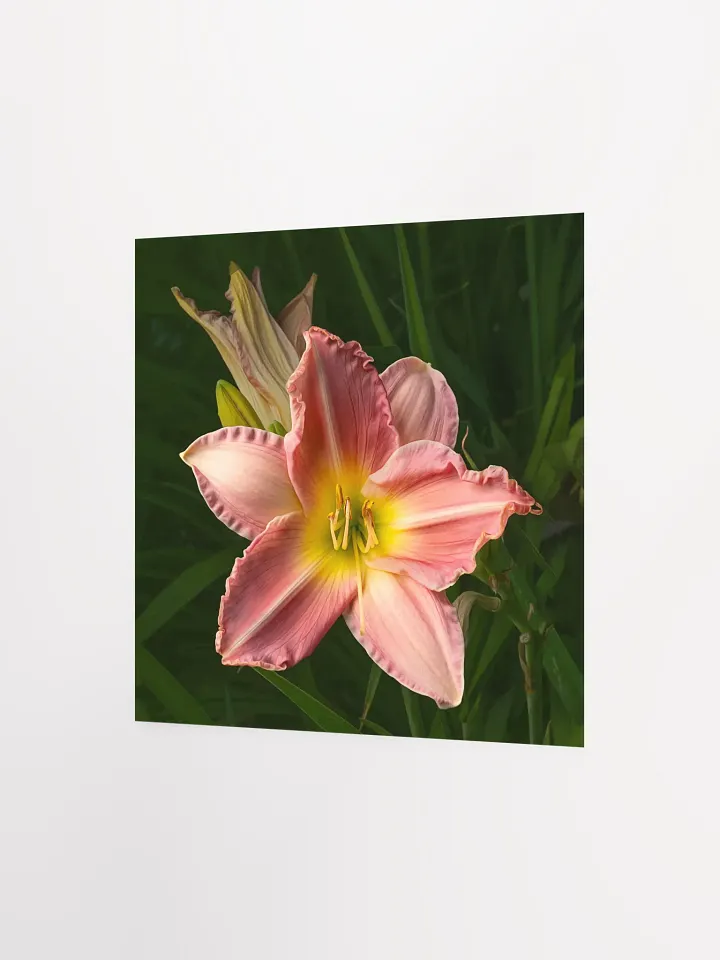 Pretty Pink Daylily product image (2)