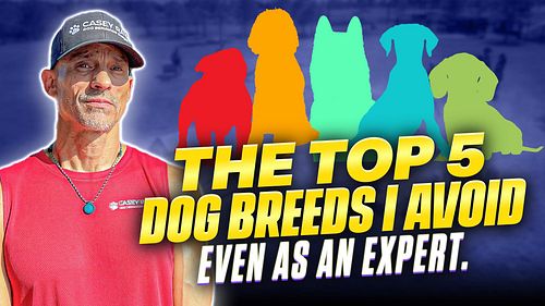 📹 New YouTube video dropping this week - 

Does anyone want to take a guess at any of the 5 breeds I mention? 

These breeds ...