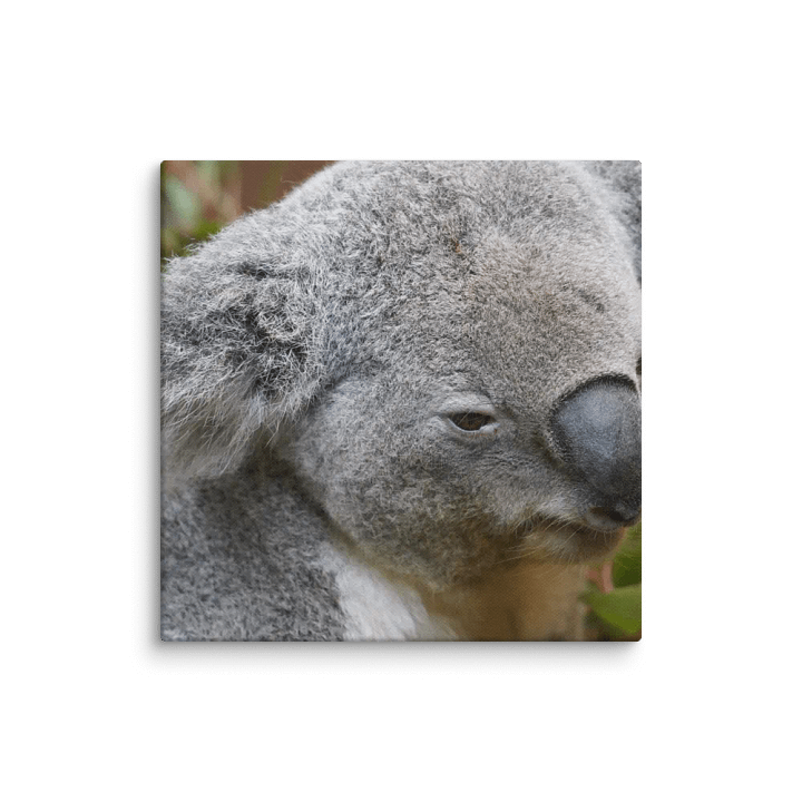Koala Canvas product image (2)
