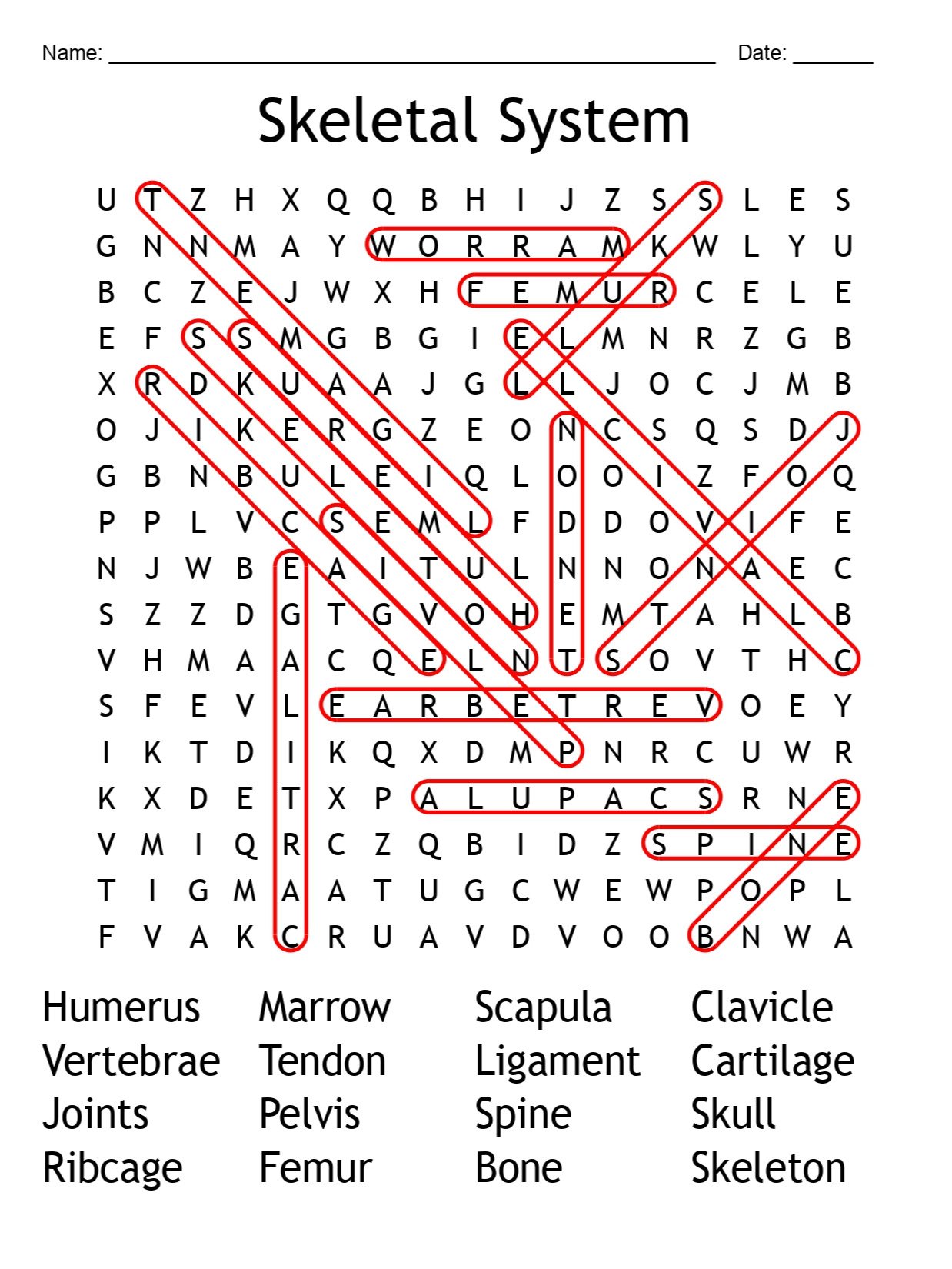 Printable Skeletal System Word Search – Fun Anatomy Puzzle Activity! product image (2)