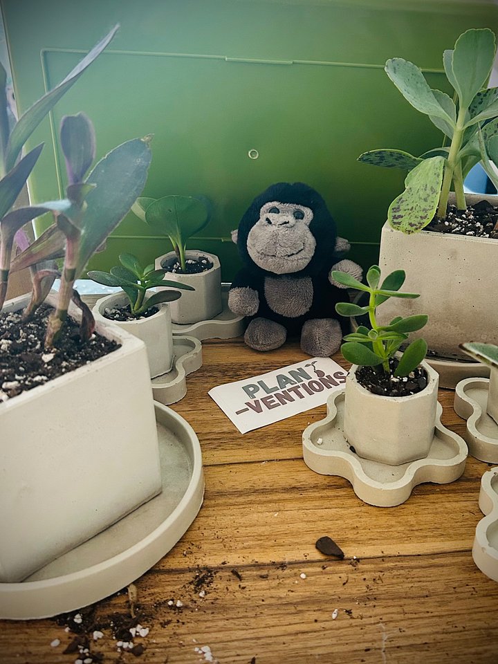 Live plants product image (1)