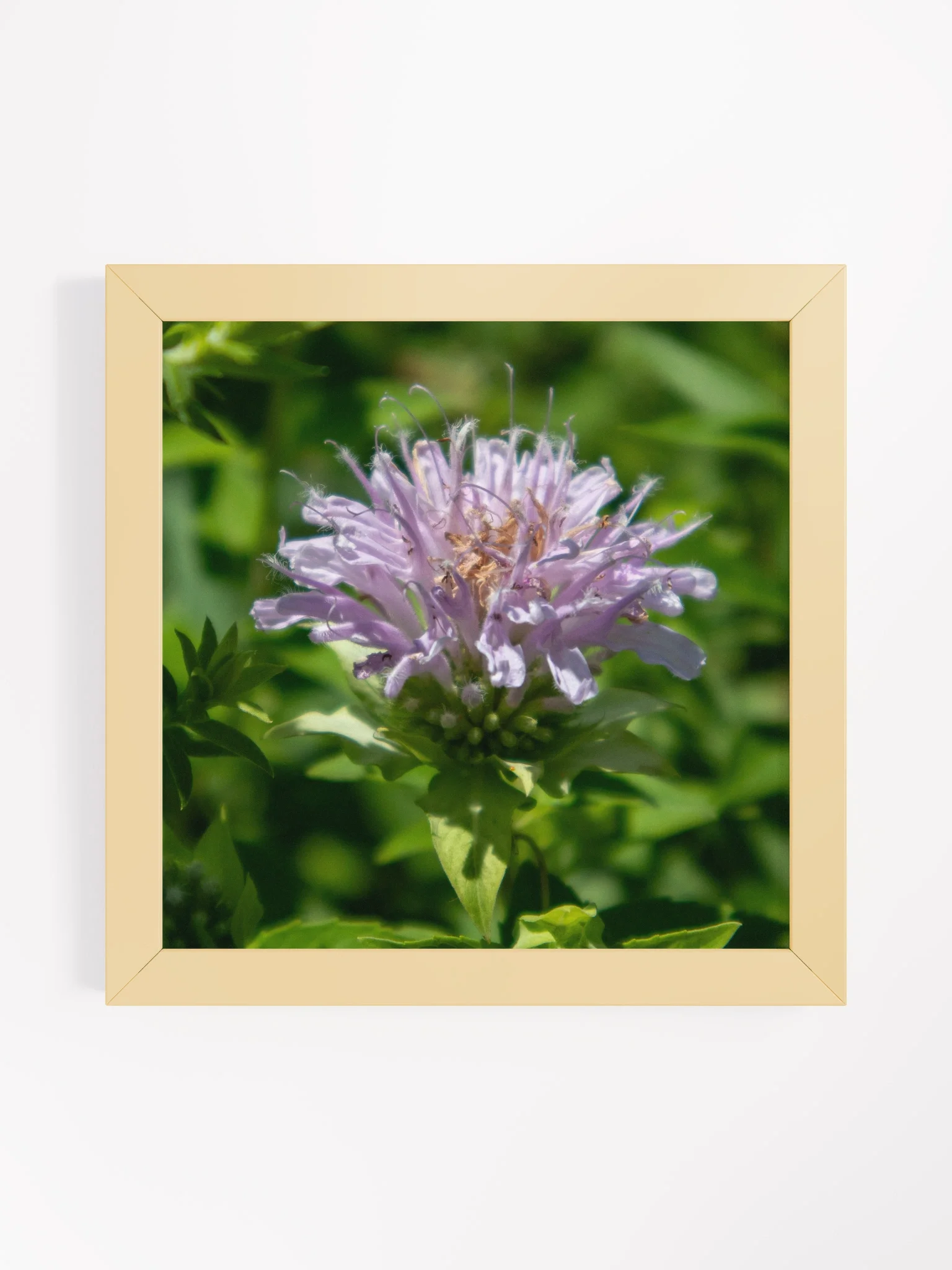 Purple Bee Balm Flower - Wood Framed Matte Poster 10 x 10 - Variety Colors product image (1)