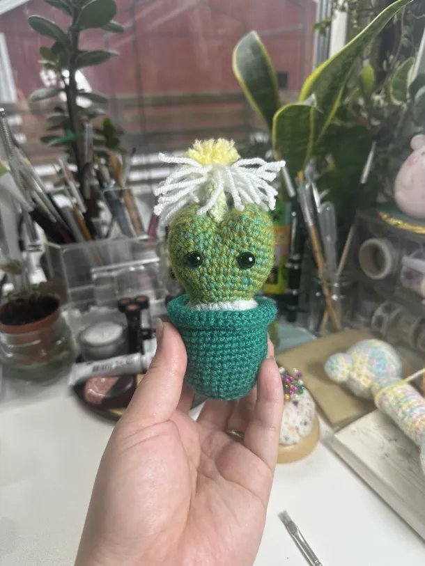 Flowering Lithops product image (1)