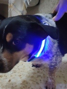 LED Rechargable Pet Collar product image (8)